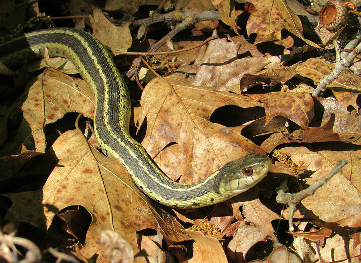 Eastern Garter Snake